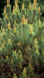 Pinus Sylvestris Beuvronensis, lovely variety of Scots pine with nice rounded shape and blue-green needles. For sale UK delivery also to Ireland.