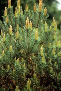 Pinus Sylvestris Beuvronensis, lovely variety of Scots pine with nice rounded shape and blue-green needles. For sale UK delivery also to Ireland.