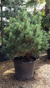 Pinus Sylvestris Glauca Nana, UK
