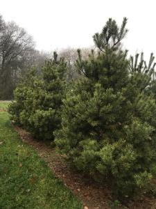 Pinus Sylvestris Norska trees, commonly known as Scots Pine, a slow growing compact conifer to buy online with UK delivery