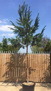 Pinus Sylvestris Full Standard tree, for sale online UK delivery