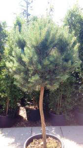 Pinus Sylvestris Watereri half standard topiary pines