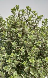 Pittosporum Tenuifolium Elizabeth is an evergreen shrub with wavy variegated leaves that change from pink to green adding year-round color and interest