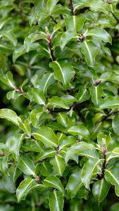 Pittosporum Tenuifolium Abbotsbury Gold for Sale Online UK delivery.