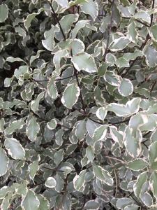 Pittosporum Silver Queen variegated foliage, evergreen shrub to buy online UK