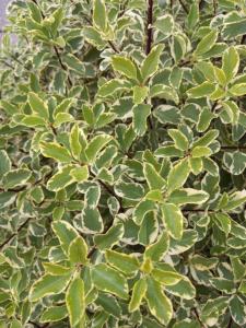 Pittosporum tenuifolium Variegatum evergreen shrub with variegated foliage