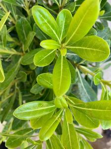 Evergreen foliage detail of Pittosporum Tobira Nana, an attractive dwarf shrub for sale online UK