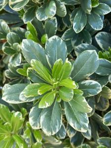 Pittosporum Tobira Neige du Mont Ventoux, an evergreen variegated ornamental shrub, buy plants online UK delivery