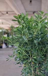 Pittosporum Tobira is a versatile evergreen shrub with leathery, dark green leaves and fragrant white flowers. It grows into a dense, rounded shape, making it ideal for hedges, screens, or as a specimen plant.