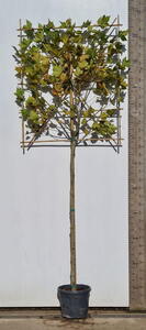 Pleached London Plane tree - Platanus Hispanica buy online UK delivery