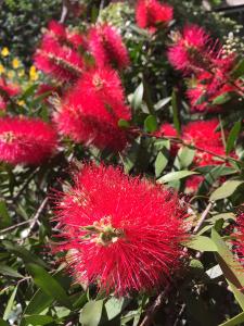 Pleached Callistemon Laevis Trees or Pleached Bottle Brush Trees