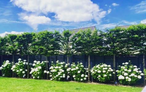 Pleached Hornbeam trees, under planted with white Hydrangeas offering great screening