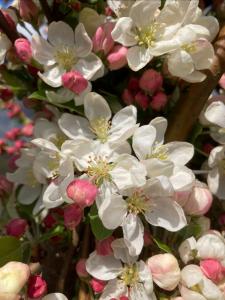 Featuring clusters of white spring blossoms and bright orange red autumn fruits. This tree is trained into a neat pleached form, ideal for privacy screens or formal garden designs.