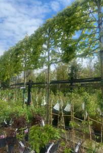 Pleached Tilia cordata tree with a neatly shaped canopy and lush green leaves