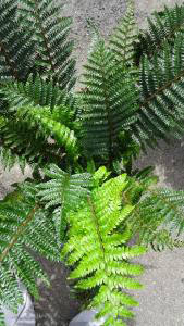 Polystichum Polyblepharum, Japanese Tassel Fern, buy online UK