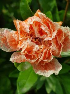 Pomegranate flower detail, buy Pomegranate trees online for Uk delivery