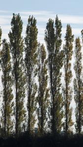 Populus Nigra Italica Black Poplar Italica (syn with Populus Nigra Pyramidalis), a large elegant narrow columnar tree often used for forming a tall screen