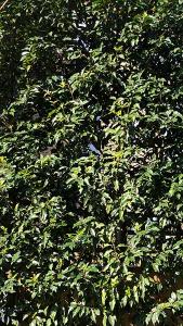 Portuguese Laurel Hedging plants at our London garden centre.