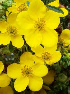 Potentilla Fruticose Goldfinger, yellow flowering deciduous shrub for sale online with UK delivery