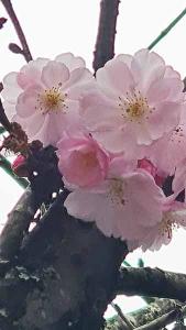 Prunus Accolade Pink Cherry trees for sale online. Ornamental Cherry Accolade delivered throughout the UK.