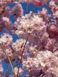 Prunus Accolade cherry tree with pink flowers