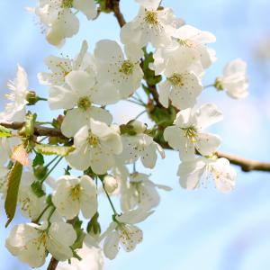 Prunus Avium Hertford blossom in Springtime, a beautiful ornamental tree for sale online UK delivery