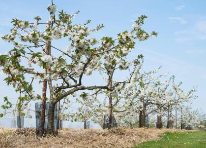 Prunus Avium Kordia is a delicious fruiting variety with larger than average fruits, will need a pollinating partner cherry.