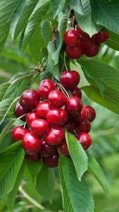 Prunus Avium Lapins Sweet Cherry, a dark red cherry producing heavy crops of large, well-flavoured fruit. It is self-fertile, and ready to pick in July. 