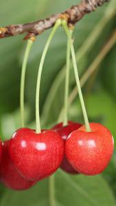 Prunus Avium Merton Premier Sweet Cherry, a classic sweet cherry. Fruit is ready early June to mid July