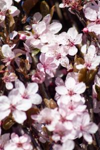 Deciduous tree known for its stunning dark purple foliage and vibrant white or pink blossoms in early spring. This tree adds a dramatic touch to gardens and is perfect for creating year-round interest.