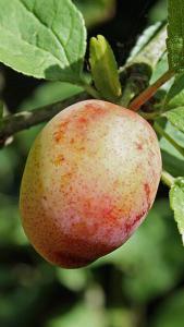 Prunus Domestica Early Laxton Plum Tree, an early season fruiting plum tree with golden fruit that ripens in mid July