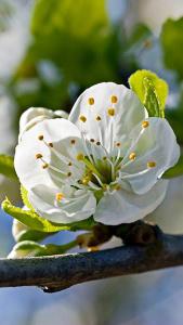 Prunus Domestica Ontario Plum tree, a juicy dual purpose heritage plum. Good crop of greenish yellow fruit follows white blossom.