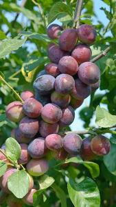 Prunus Domestica Stanley Plum Tree