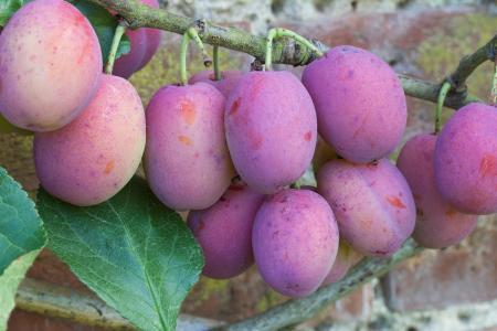 Victoria Plum trees reliably fruit - delicious plum harvest for UK gardens