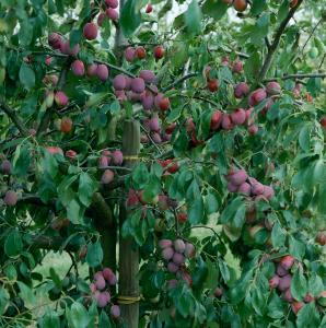 Pleached Plum Fruit Tree, commonly known as Victoria Plum, trained as a pleached tree will produce lots of fruit. Buy online UK