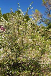 Prunus Eminens Umbraculifera commonly known as Globe Cherry - small dark green leaves & profuse white blossom in spring