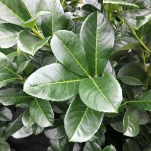 Prunus Laurocerasus Etna is a dense, evergreen shrub with dark green, glossy leaves and a compact growth habit, making it an excellent choice for creating a solid, low-maintenance hedge.