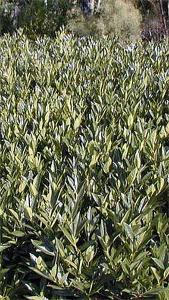 Prunus Laurocerasus Otto Luyken. Cherry Laurel Otto Luyken plants for sale online with UK delivery.