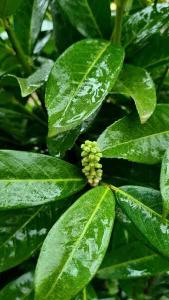 Prunus Laurocerasus Genolia Laurel Instant Hedging Screens, perfect instant screening, takes up little lateral space, buy UK