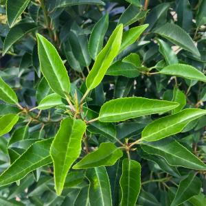 Prunus Lusitanica Angustifolia is a narrow, upright variety of Portuguese laurel, ideal for creating a tall, dense hedge with glossy green leaves and clusters of white flowers in spring.