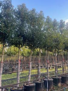 Prunus lusitanica full standard tree with a dense canopy of glossy green leaves