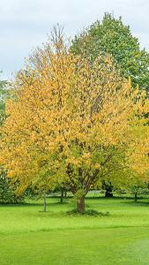 Prunus Maackii Manchurian Cherry, a rare vigorous small tree with ornamental features