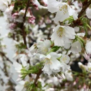 Prunus Nipponica Brillant is a small, deciduous cherry tree with stunning pink blossoms in spring, followed by vibrant autumn foliage, making it a standout ornamental choice.