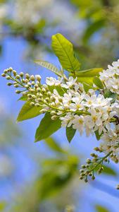 Prunus Padus Albertii Bird Cherry Trees