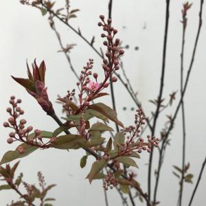 Prunus Padus Colorata also known as the Bird Cherry Tree. Features clusters of fragrant white flowers in spring, followed by dark purple berries. It’s a striking tree that attracts wildlife and adds beauty to any garden.