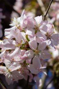 Prunus Pandora is a stunning flowering cherry tree known for its vibrant pink blossoms that appear in spring. Its graceful form and beautiful flowers make it a standout in any garden.