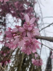 Prunus Subhirtella Pendula Rosea, also known as the Pink Weeping Cherry, is a graceful, weeping cherry tree that produces soft pink flowers in early spring, creating a stunning display.