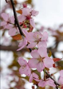 Prunus sargentii Charles Sargent Cherry tree with pink flowers