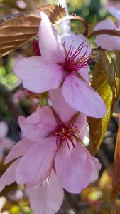 Prunus sargentii Sargents Cherry Japanese Ornamental Cherry for sale online with delivery to UK