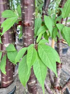 Prunus Serrula, or Tibetan Cherry, is a small deciduous tree known for its glossy, copper-colored bark that peels in strips, creating a striking visual display throughout the year.